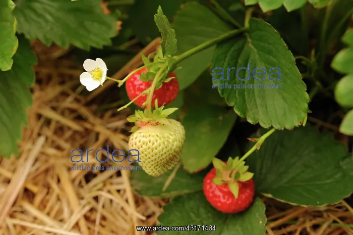 : Strawberry, Fragaria, flowering and fruiting plant mulched w : Strawberry, Fragaria, flowering and fruiting plant mulched w