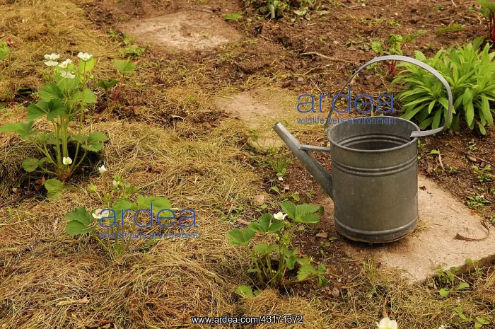 : Strawberry, Fragaria, flowering plants mulched with hay with : Strawberry, Fragaria, flowering plants mulched with hay with