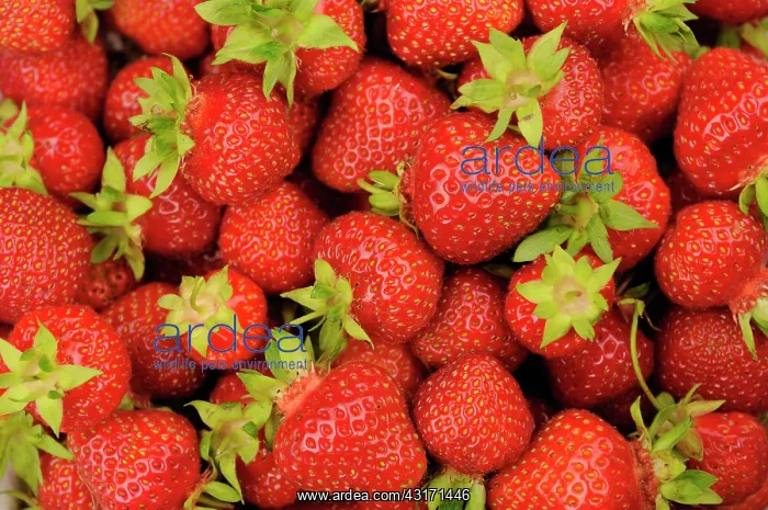 : Strawberry, Fragaria, mass of ffreshly picked strawberries : Strawberry, Fragaria, mass of ffreshly picked strawberries