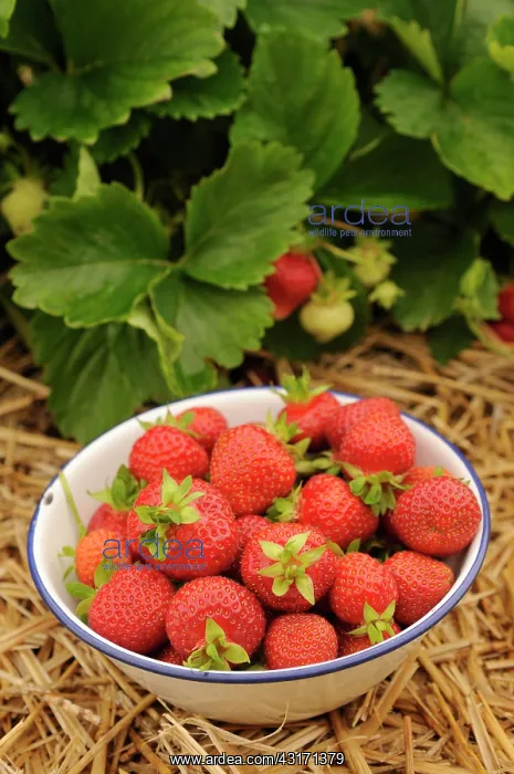 : Strawberry, Fragaria, plants mulched with straw and a bowl o : Strawberry, Fragaria, plants mulched with straw and a bowl o