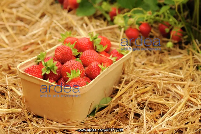 : Strawberry, Fragaria, plants mulched with straw and a cardbo : Strawberry, Fragaria, plants mulched with straw and a cardbo