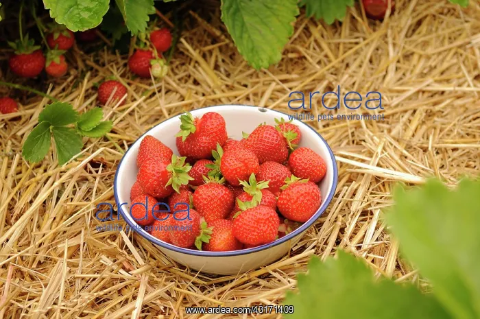 : Strawberry, Fragaria, rows of plants mulched with straw and : Strawberry, Fragaria, rows of plants mulched with straw and