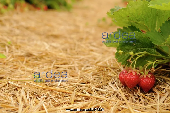  : Strawberry, Fragaria, rows of plants mulched with straw