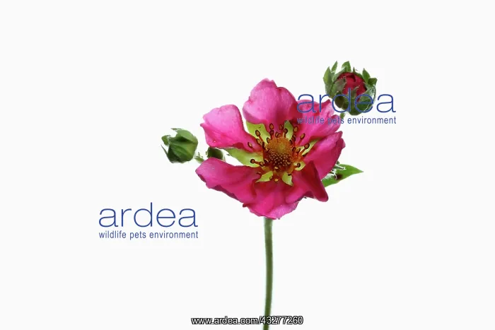  : Strawberry, Fragaria x ananassa, Pink subject, White