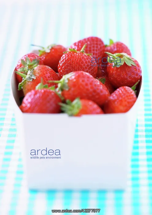 : Strawberry, Fragaria x ananassa, Red subject : Strawberry, Fragaria x ananassa, Red subject