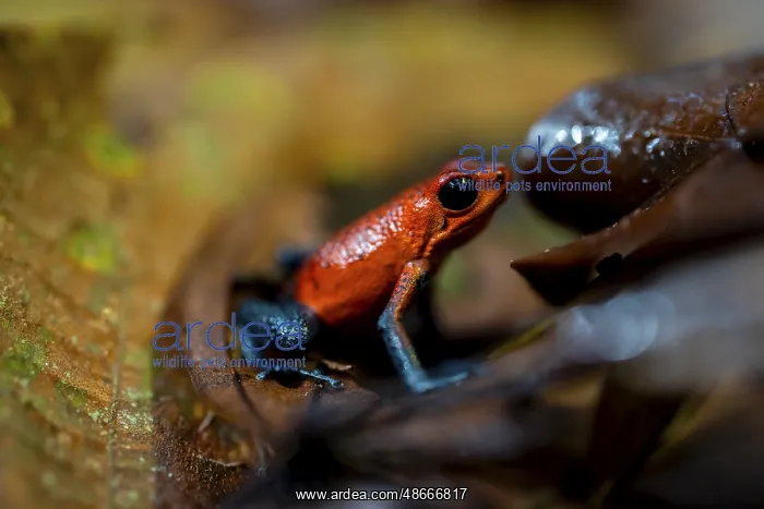 : Strawberry frog (Oophaga pumilio) sitting on a dry leaf : Strawberry frog (Oophaga pumilio) sitting on a dry leaf