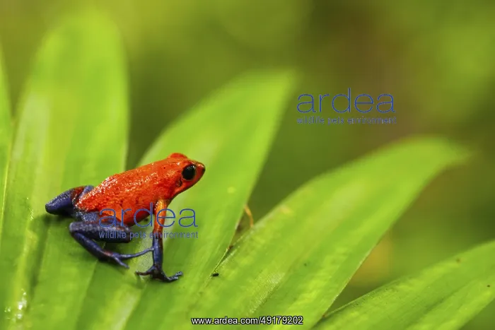 : Strawberry frogs (Oophaga pumilio) : Strawberry frogs (Oophaga pumilio)