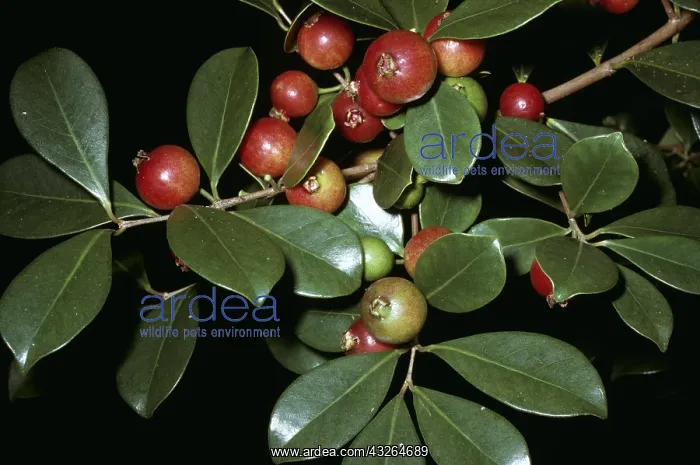 : STRAWBERRY GUAVA - Invasive plant : STRAWBERRY GUAVA - Invasive plant