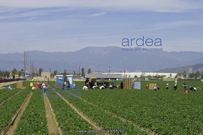 : Strawberry Harvest, California : Strawberry Harvest, California