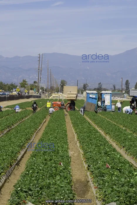 : Strawberry Harvest, California : Strawberry Harvest, California