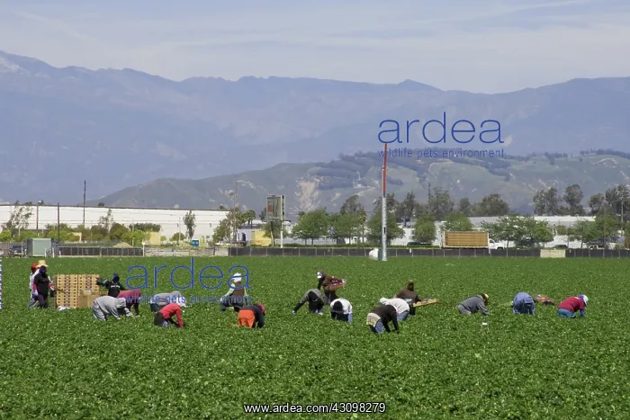 : Strawberry Harvest, California : Strawberry Harvest, California