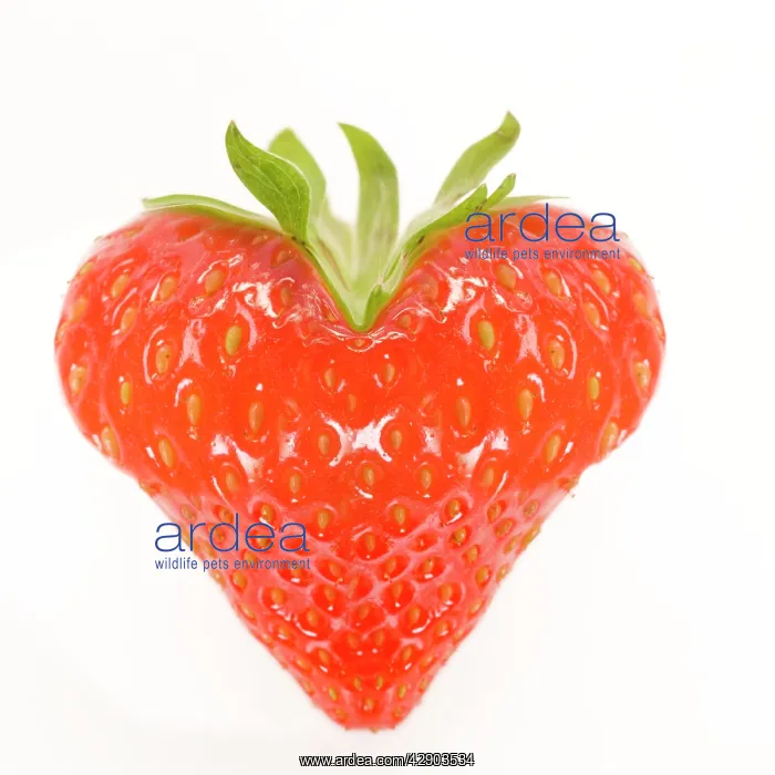: Strawberry - heart-shaped : Strawberry - heart-shaped