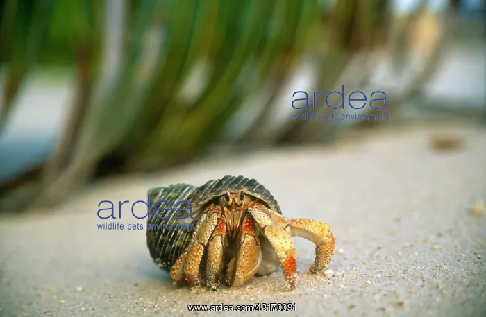 : Strawberry Land Hermit Crab : Strawberry Land Hermit Crab