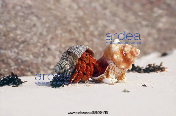 : Strawberry Land Hermit Crab : Strawberry Land Hermit Crab