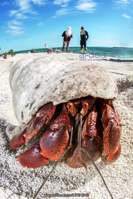 : Strawberry land hermit crab (Coenobita perlatus) : Strawberry land hermit crab (Coenobita perlatus)