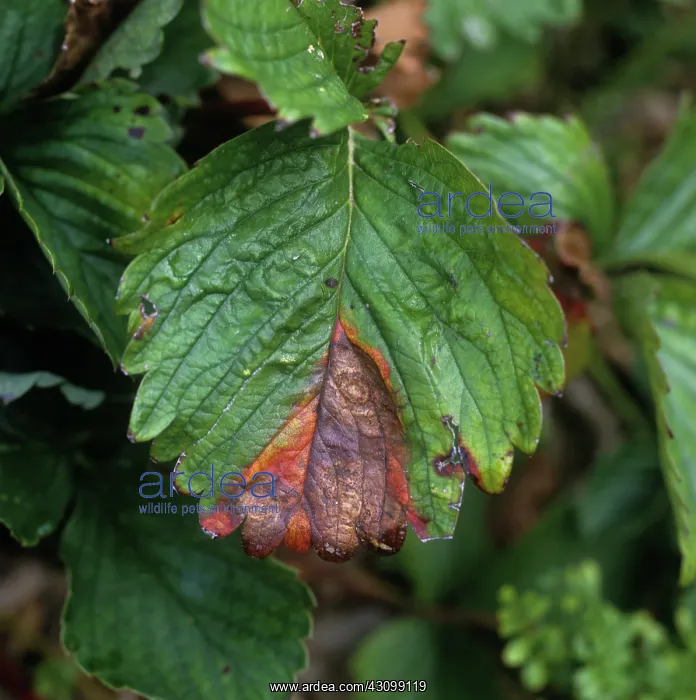 : Strawberry Leaf Blotch : Strawberry Leaf Blotch
