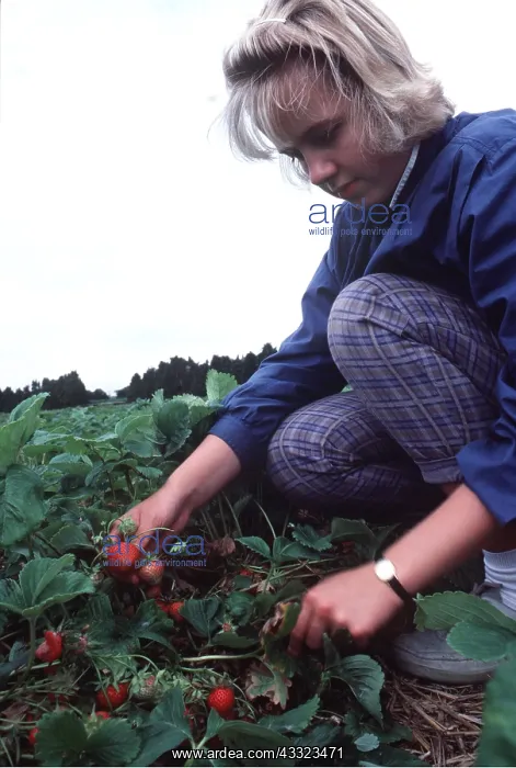 : STRAWBERRY PICKING : STRAWBERRY PICKING