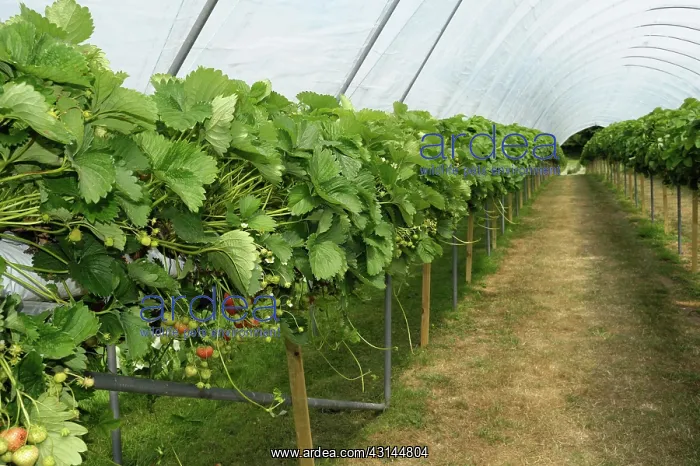 : Strawberry plants : Strawberry plants