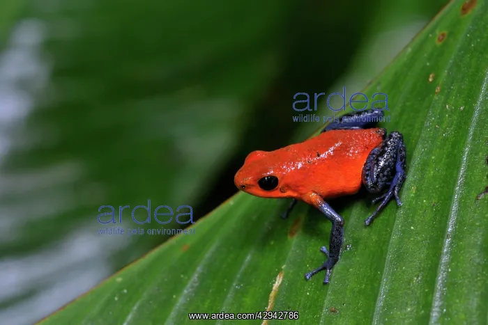: Strawberry Poison Arrow / Blue Jeans Dart Frog : Strawberry Poison Arrow / Blue Jeans Dart Frog