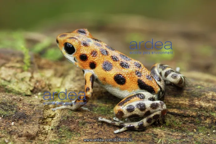 : Strawberry Poison Arrow / Dart Frog : Strawberry Poison Arrow / Dart Frog