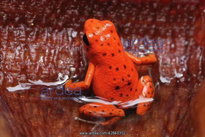 : Strawberry Poison Arrow / Dart Frog : Strawberry Poison Arrow / Dart Frog