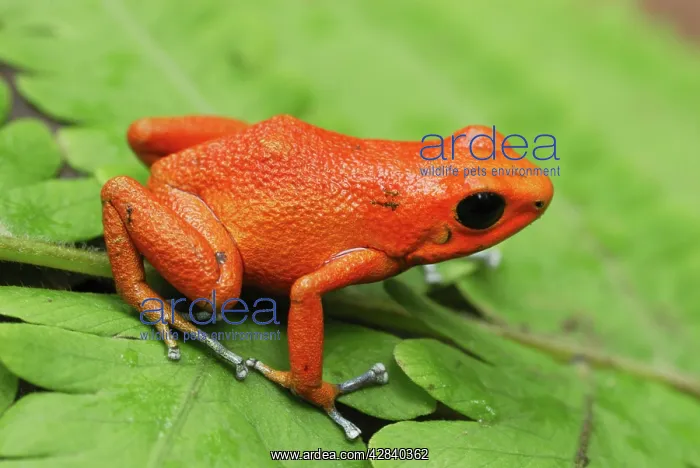 : Strawberry Poison Arrow / Dart Frog : Strawberry Poison Arrow / Dart Frog