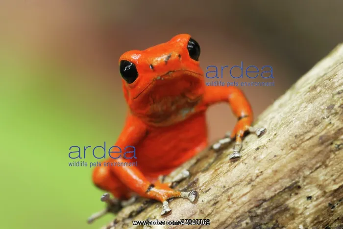 : Strawberry Poison Arrow / Dart Frog : Strawberry Poison Arrow / Dart Frog