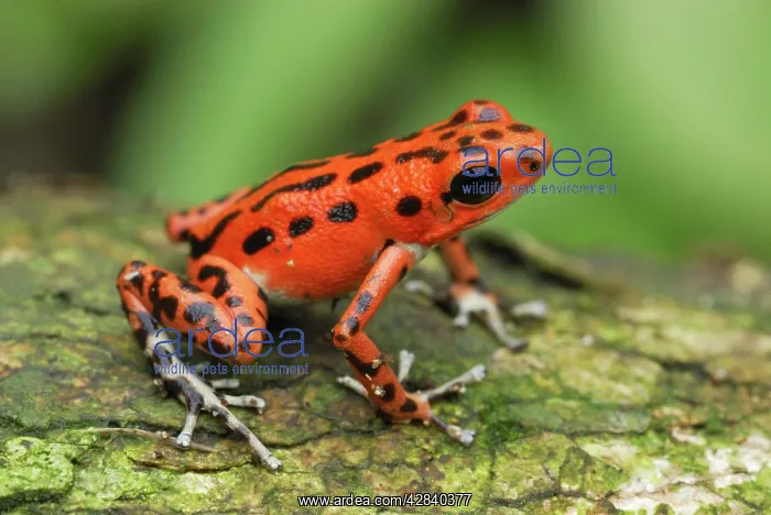 : Strawberry Poison Arrow / Dart Frog : Strawberry Poison Arrow / Dart Frog