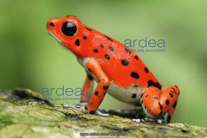 : Strawberry Poison Arrow / Dart Frog : Strawberry Poison Arrow / Dart Frog