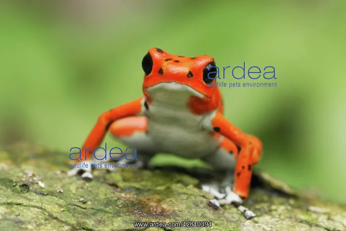 : Strawberry Poison Arrow / Dart Frog : Strawberry Poison Arrow / Dart Frog