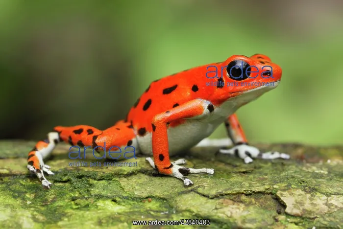 : Strawberry Poison Arrow  /  Dart Frog