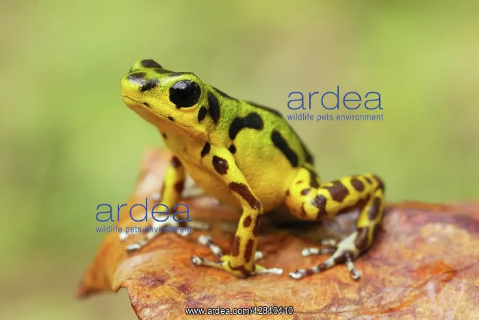 : Strawberry Poison Arrow / Dart Frog : Strawberry Poison Arrow / Dart Frog