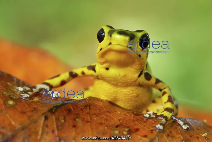 : Strawberry Poison Arrow / Dart Frog : Strawberry Poison Arrow / Dart Frog
