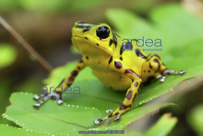 : Strawberry Poison Arrow / Dart Frog : Strawberry Poison Arrow / Dart Frog