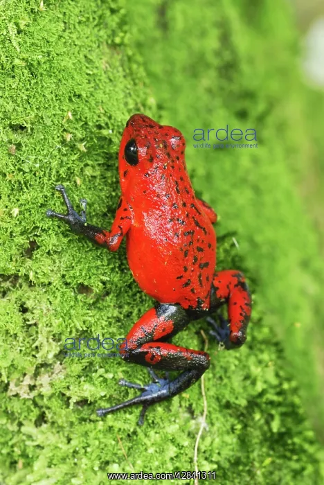 : Strawberry Poison Arrow / Dart Frog : Strawberry Poison Arrow / Dart Frog
