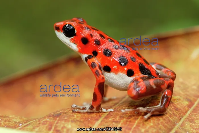 : Strawberry Poison Arrow / Dart Frog : Strawberry Poison Arrow / Dart Frog