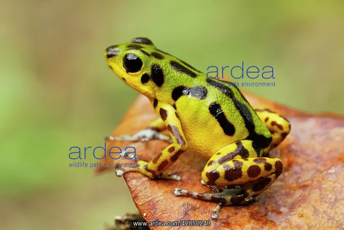 : Strawberry Poison Arrow / Dart Frog : Strawberry Poison Arrow / Dart Frog