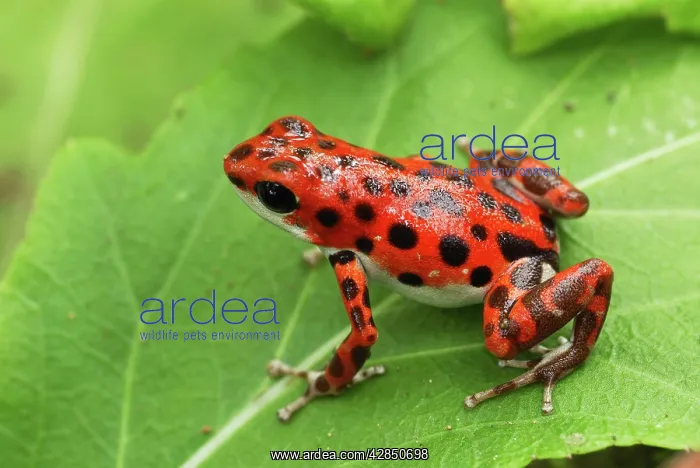 : Strawberry Poison Arrow / Dart Frog : Strawberry Poison Arrow / Dart Frog