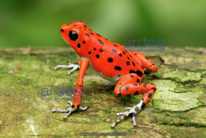 : Strawberry Poison Arrow / Dart Frog : Strawberry Poison Arrow / Dart Frog