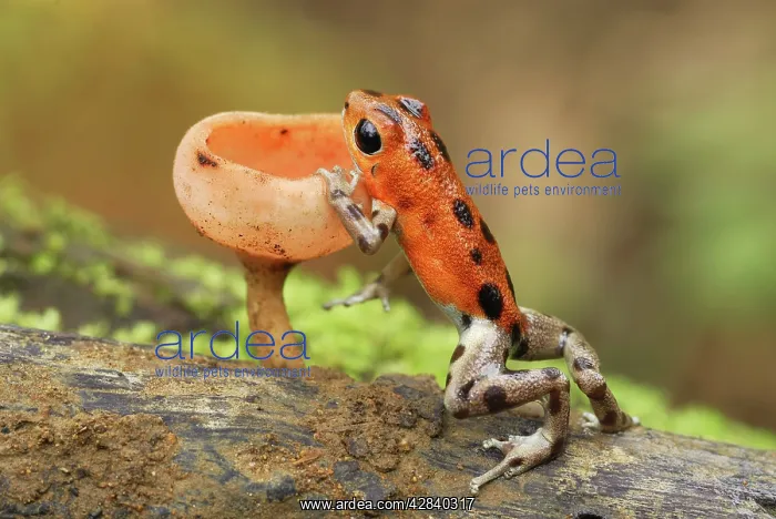 : Strawberry Poison Arrow / Dart Frog - cup fungus : Strawberry Poison Arrow / Dart Frog - cup fungus