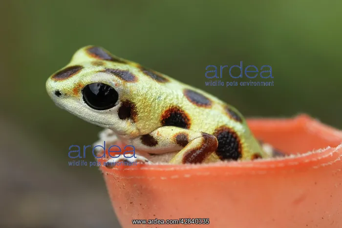 : Strawberry Poison Arrow / Dart Frog - inside a cup fungus : Strawberry Poison Arrow / Dart Frog - inside a cup fungus