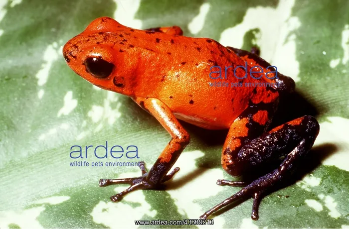 : Strawberry POISON ARROW / DART FROG - on leaf : Strawberry POISON ARROW / DART FROG - on leaf