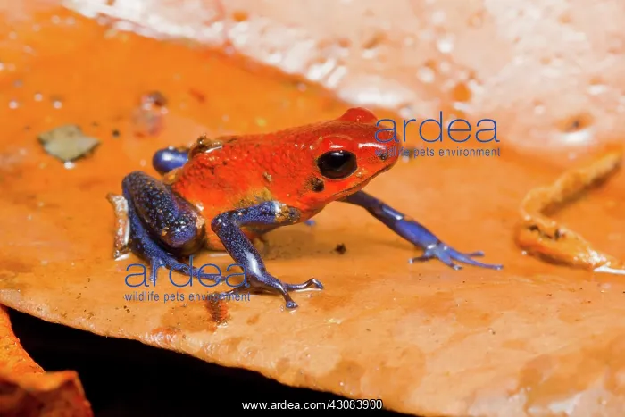 : Strawberry Poison Dart Frog : Strawberry Poison Dart Frog