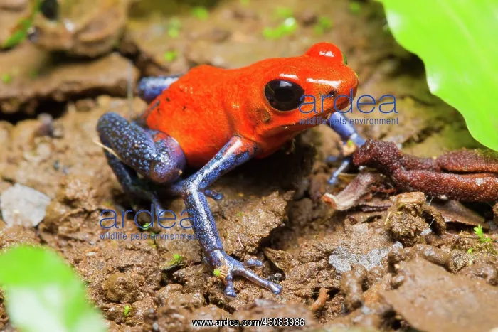 : Strawberry Poison Dart Frog : Strawberry Poison Dart Frog
