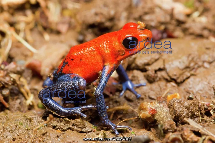 : Strawberry Poison Dart Frog : Strawberry Poison Dart Frog