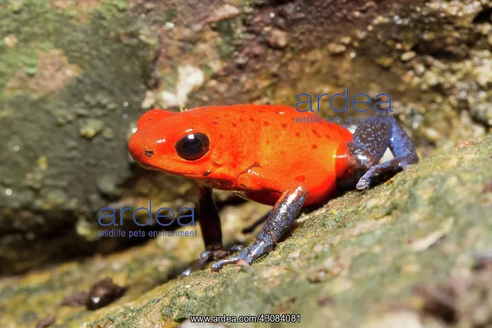 : Strawberry Poison Dart Frog : Strawberry Poison Dart Frog
