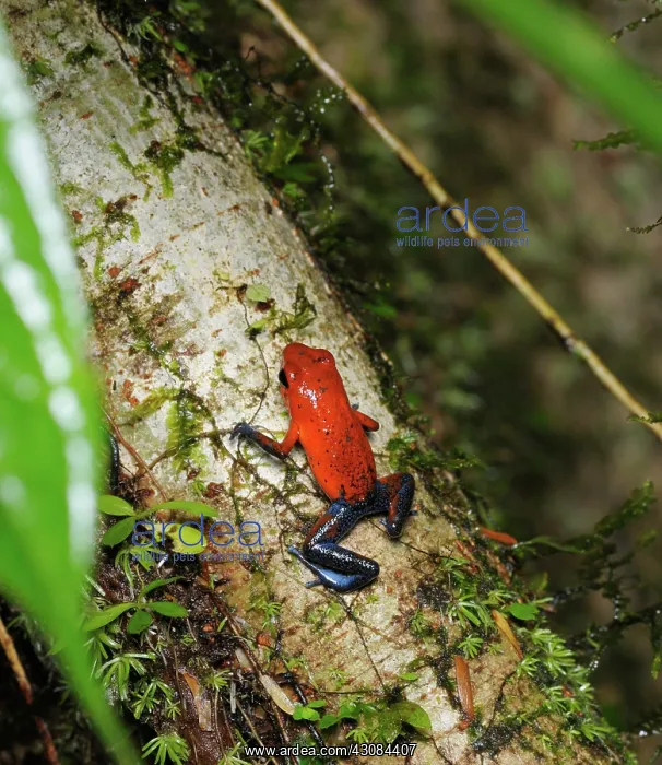: Strawberry Poison Dart Frog : Strawberry Poison Dart Frog