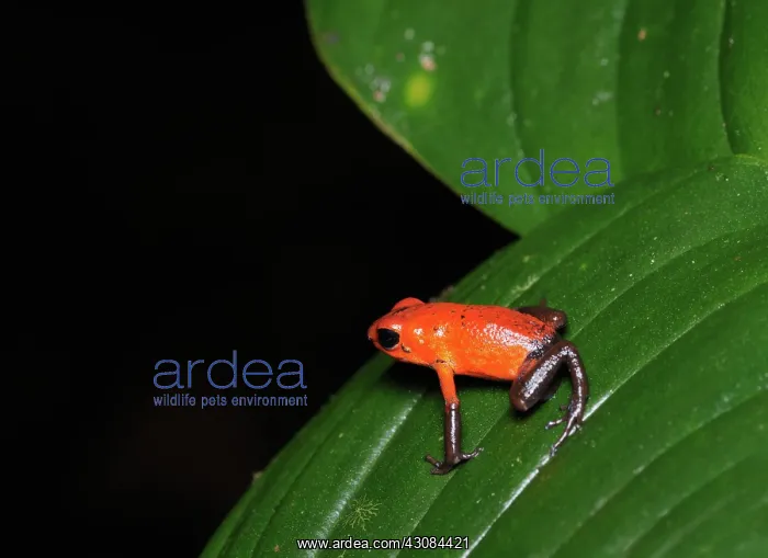 : Strawberry Poison Dart Frog : Strawberry Poison Dart Frog