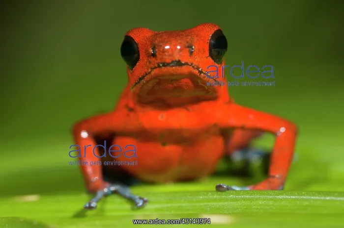 : Strawberry Poison Dart Frog : Strawberry Poison Dart Frog