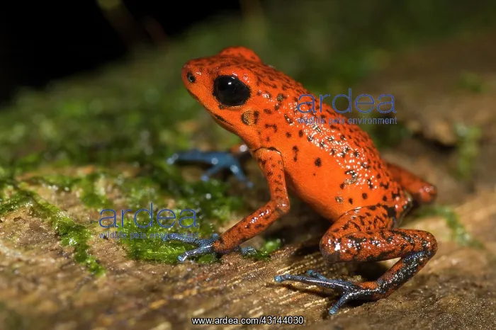 : Strawberry Poison Dart Frog : Strawberry Poison Dart Frog